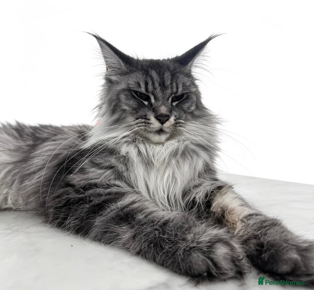 Maine Coon cats for sale: Exceptional maine coon kittens champion Bloodline  - Advert 1