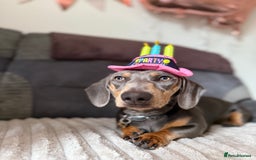 Miniature Dachshund dogs for sale: Miniature Dachshund  - Image 3