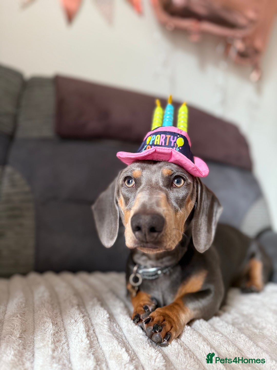 Miniature Dachshund dogs for sale: Miniature Dachshund  - Image 3