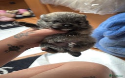 Pomeranian dogs for sale: Pomeranian  - Image 6