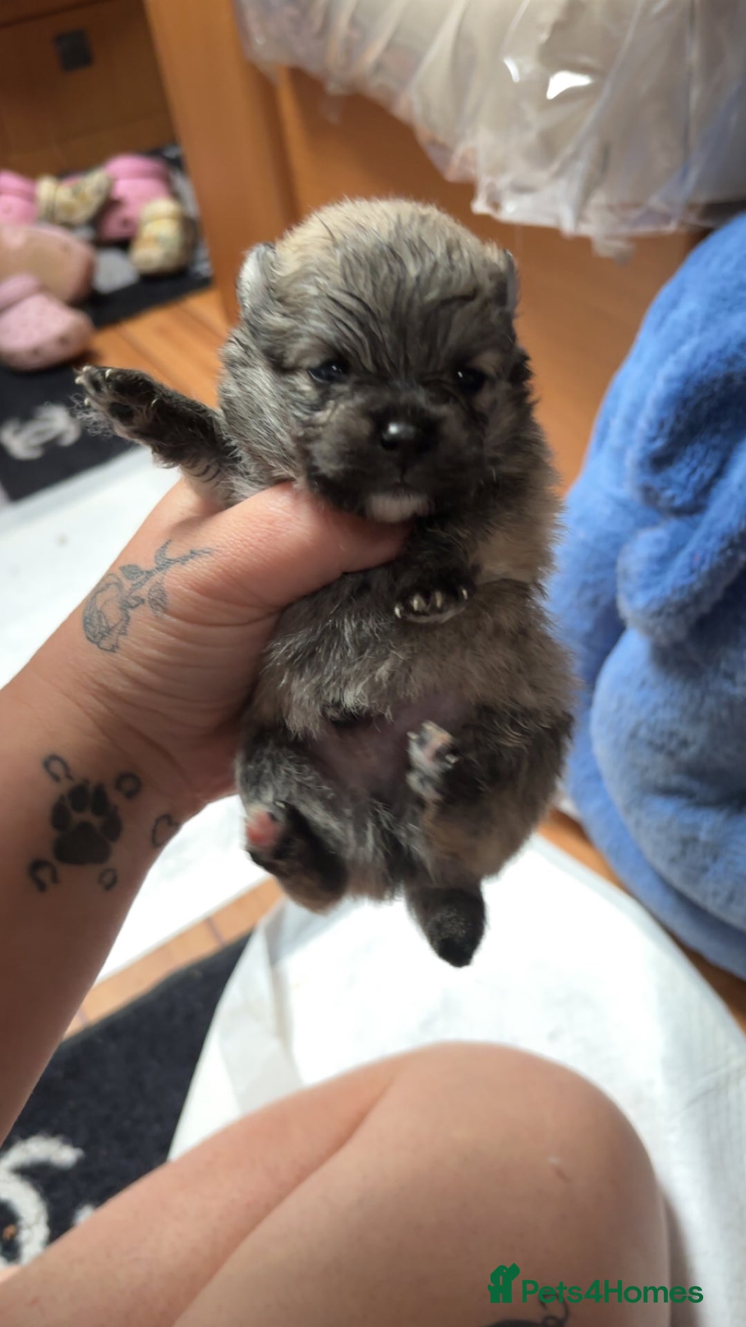 Pomeranian dogs for sale: Pomeranian  - Image 6