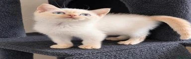 British Shorthair cream male colourpoint 