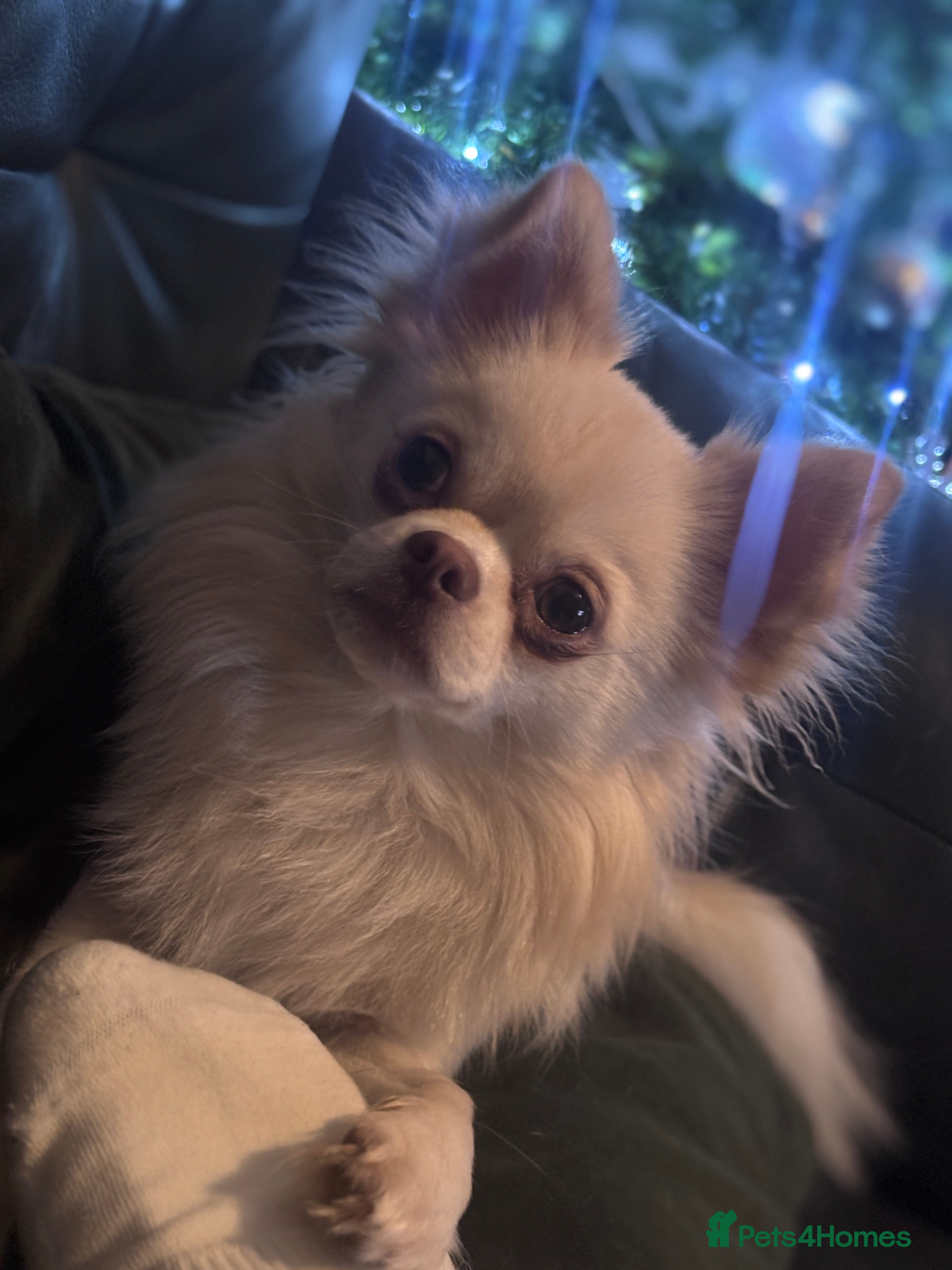 Chihuahua dogs 1 year old long haired male  chihuhua nicky - Advert 12