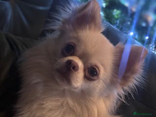 Chihuahua dogs 1 year old long haired male chihuhua nicky - Advert 7