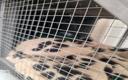 Ferret rodents for sale: 2x ferrets and full set up  - Image 6