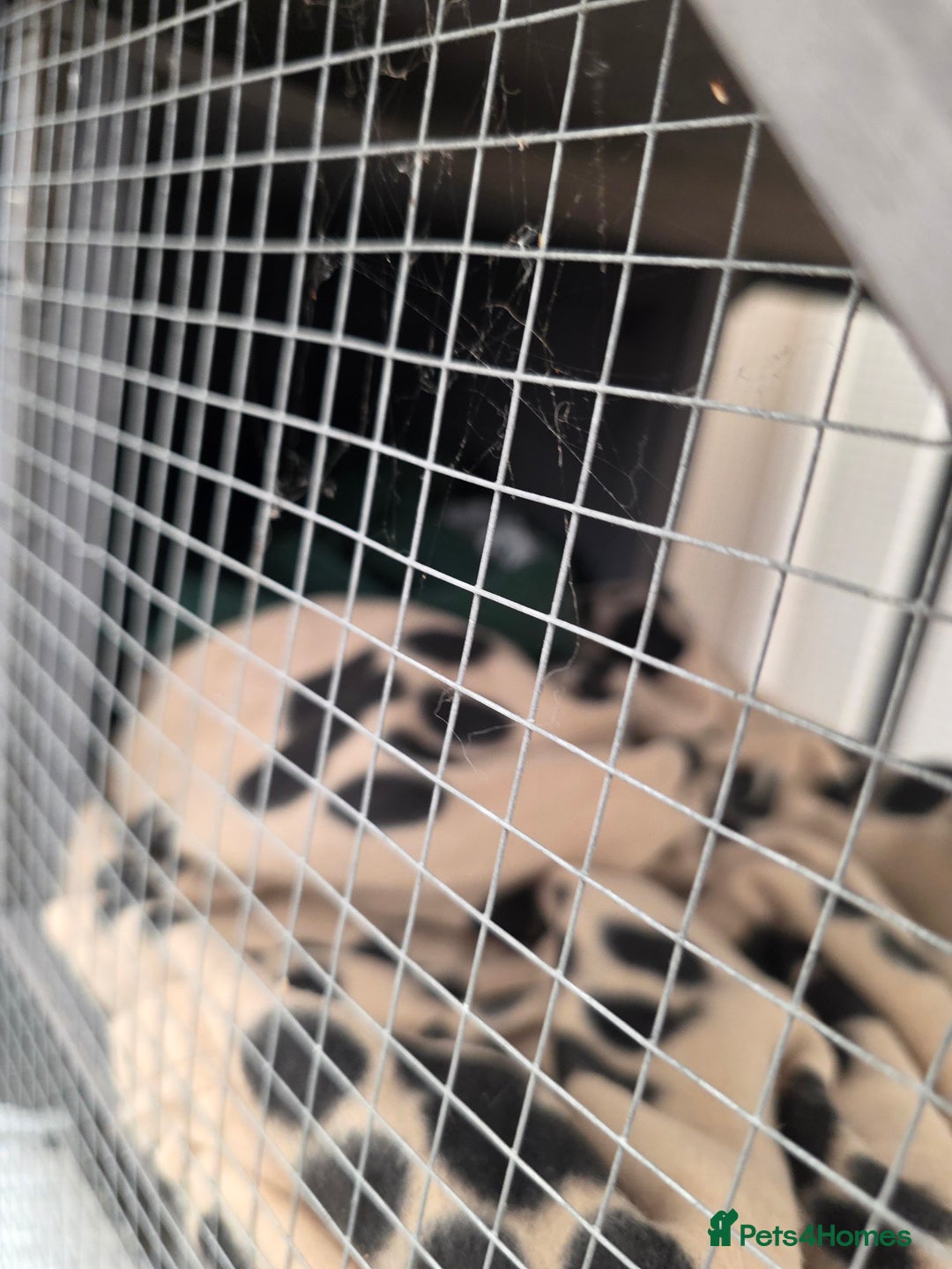 Ferret rodents for sale: 2x ferrets and full set up  - Image 6
