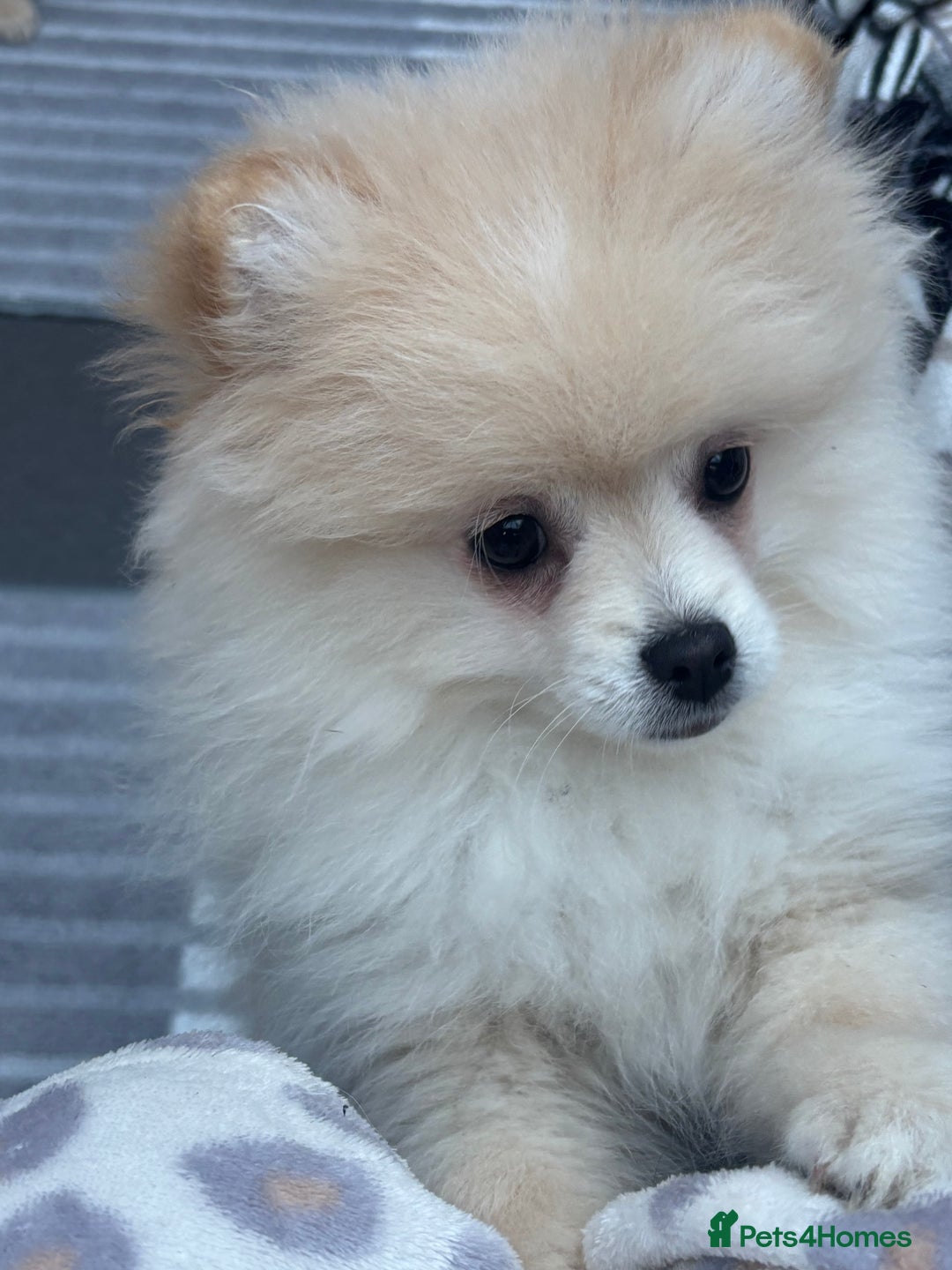 Pomeranian dogs for sale: Pomeranian male pups ready to go  - Advert 2
