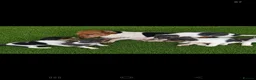 Jack Russell dogs for sale: Jack russell pup - Advert 1