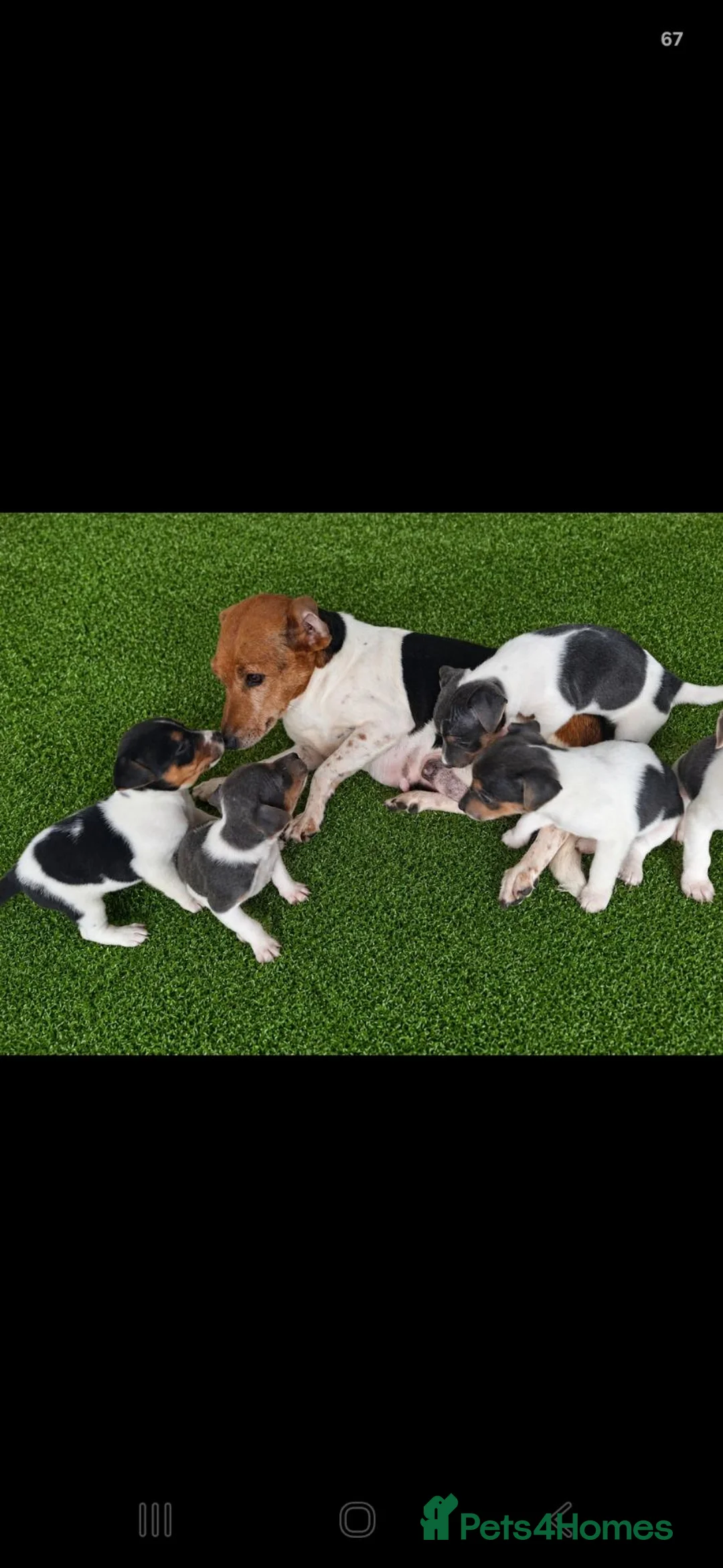 Jack Russell dogs for sale: Jack russell pup - Advert 1
