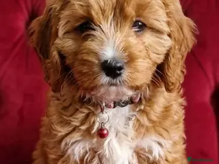 Cavapoo dogs Cavapoo Puppies looking for their forever homes - Advert 4
