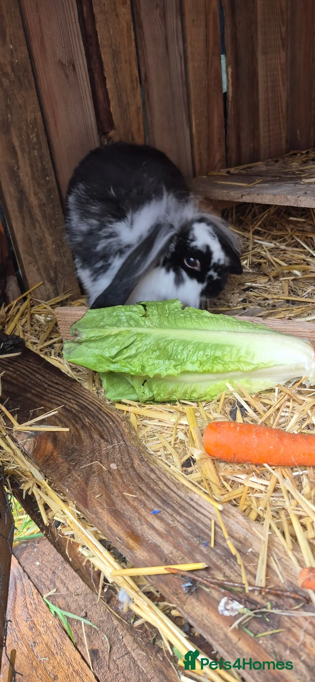Mini Lion Lop rabbits for sale: Male lion lop bunny - Advert 1