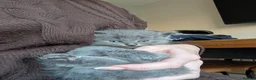 British Longhair cats for sale: British long hair kitten - Advert 13
