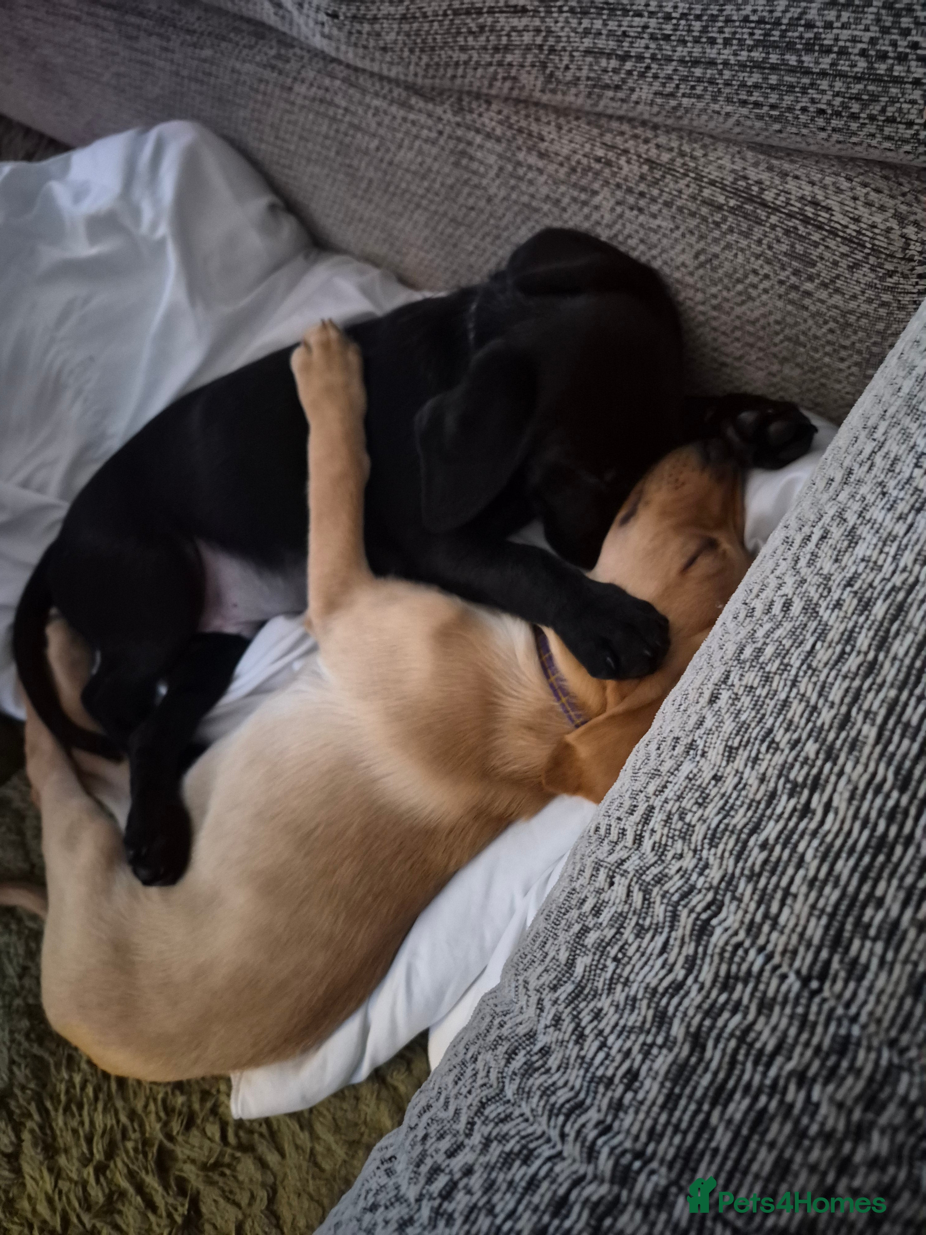 Labrador Retriever dogs Labrador puppies for sale - Advert 1