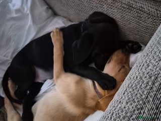 Labrador Retriever dogs Labrador puppies for sale - Advert 1