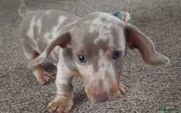 Miniature Dachshund dogs for sale: Adorable KC registered mini dachsund pups - Image 21