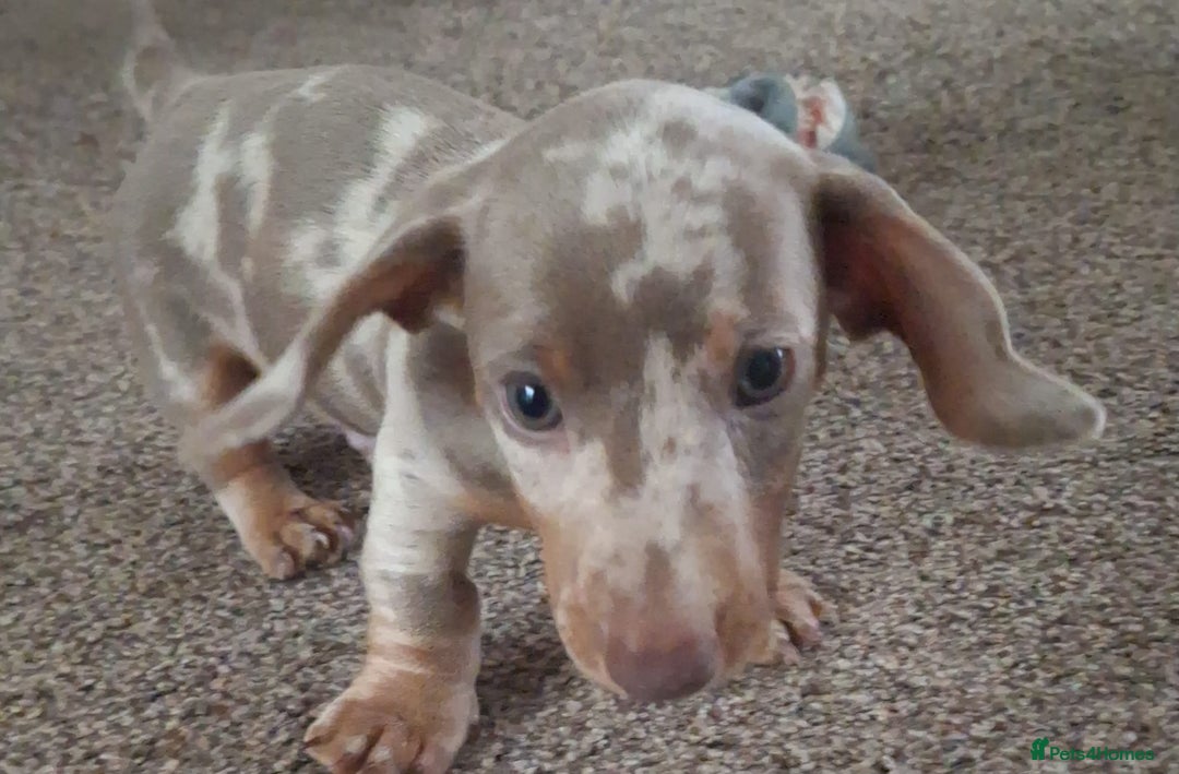 Miniature Dachshund dogs for sale: Adorable KC registered mini dachsund pups - Image 21