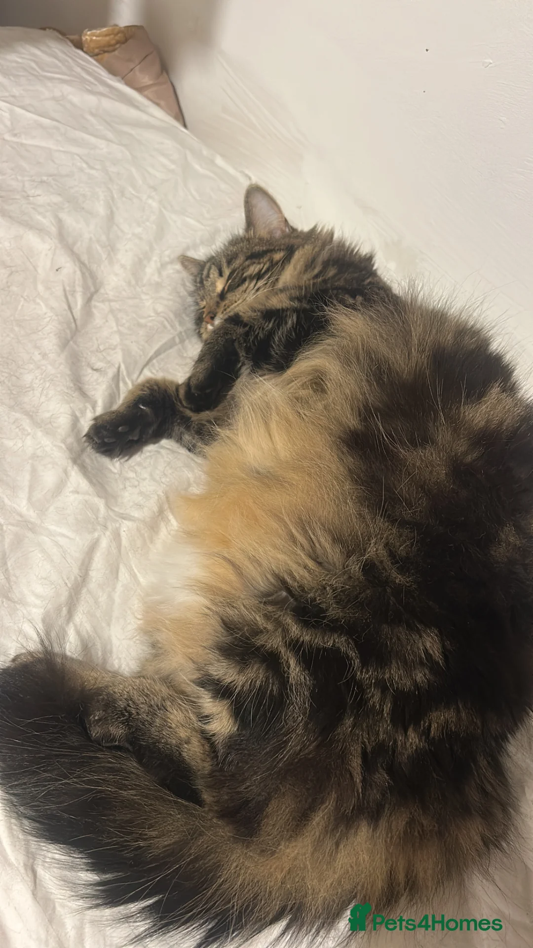 Mixed Breed cats for sale: Beautiful female cat for adoption in Hounslow - Advert 2