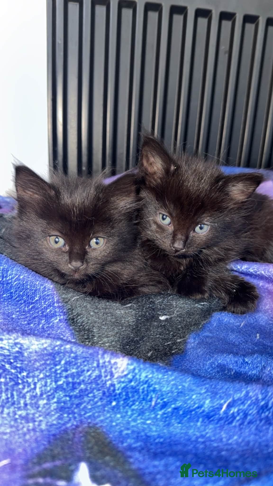 Mixed Breed cats Twin chocolate fluffys & 3 fluffy tuxedos🤍 - Advert 2