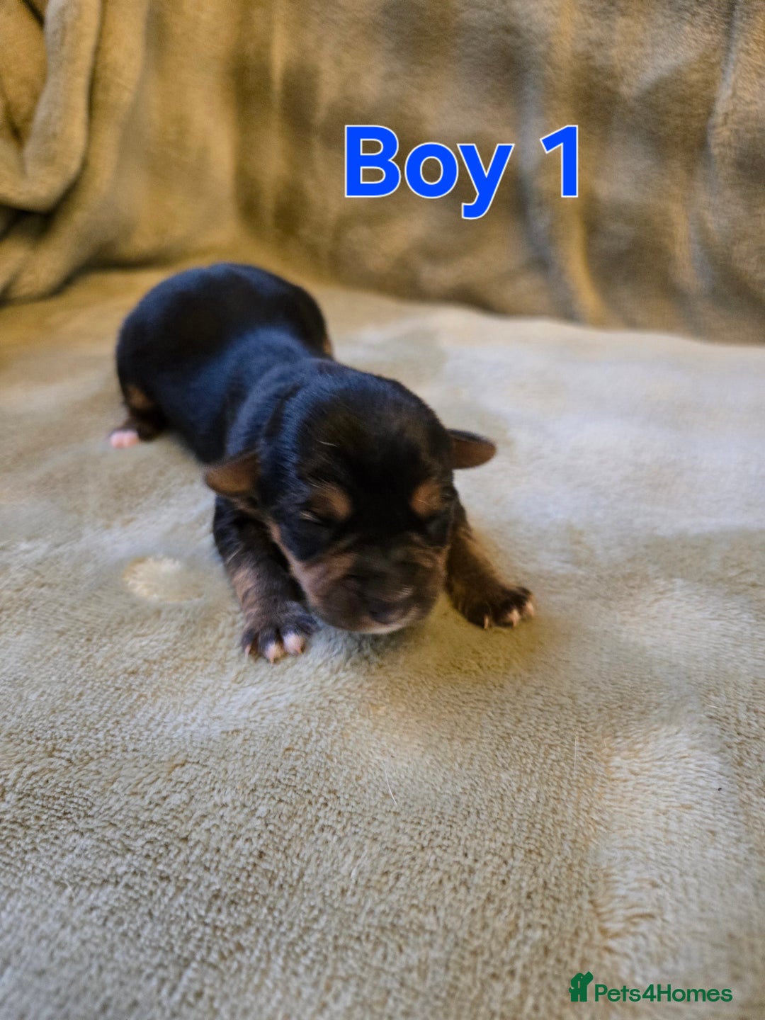 Yorkshire Terrier dogs for sale: Beautiful Miniature Yorkshire Terrier Puppies - Advert 2