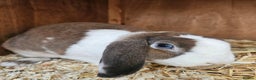 Mini Lop rabbits for sale: Red Rex x Mini Plush Lop - Advert 22