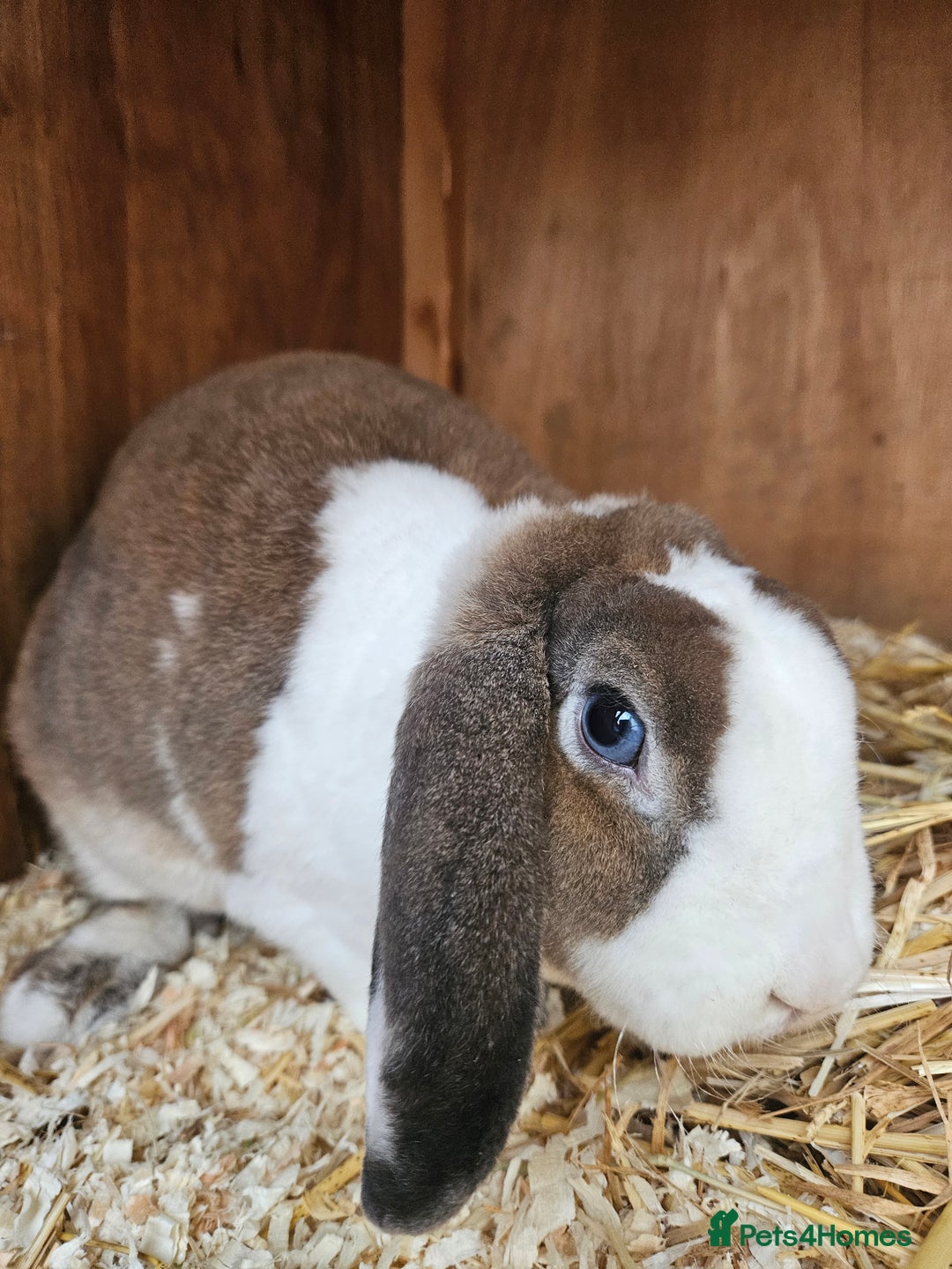 Mini Lop rabbits for sale: Red Rex x Mini Plush Lop - Advert 22