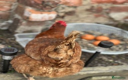 Chickens poultry for sale: Hens for sale - Image 3