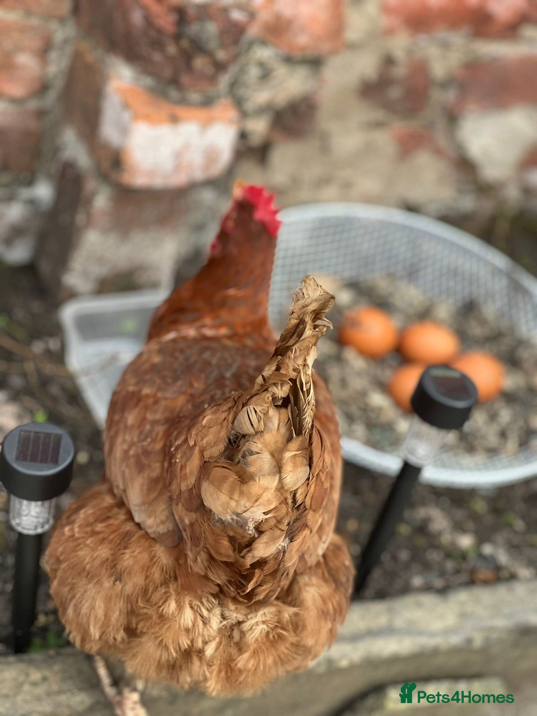 Chickens poultry for sale: Hens for sale - Image 3