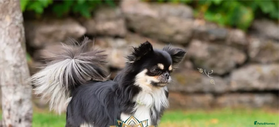 Chihuahua dogs for sale: Stunning Thai lines chocolate male  - Advert 2