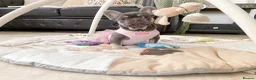 French Bulldog dogs for sale: READY NOW! 1 GIRL LEFT. BLUE & TAN FRENCH BULLDOG - Advert 6