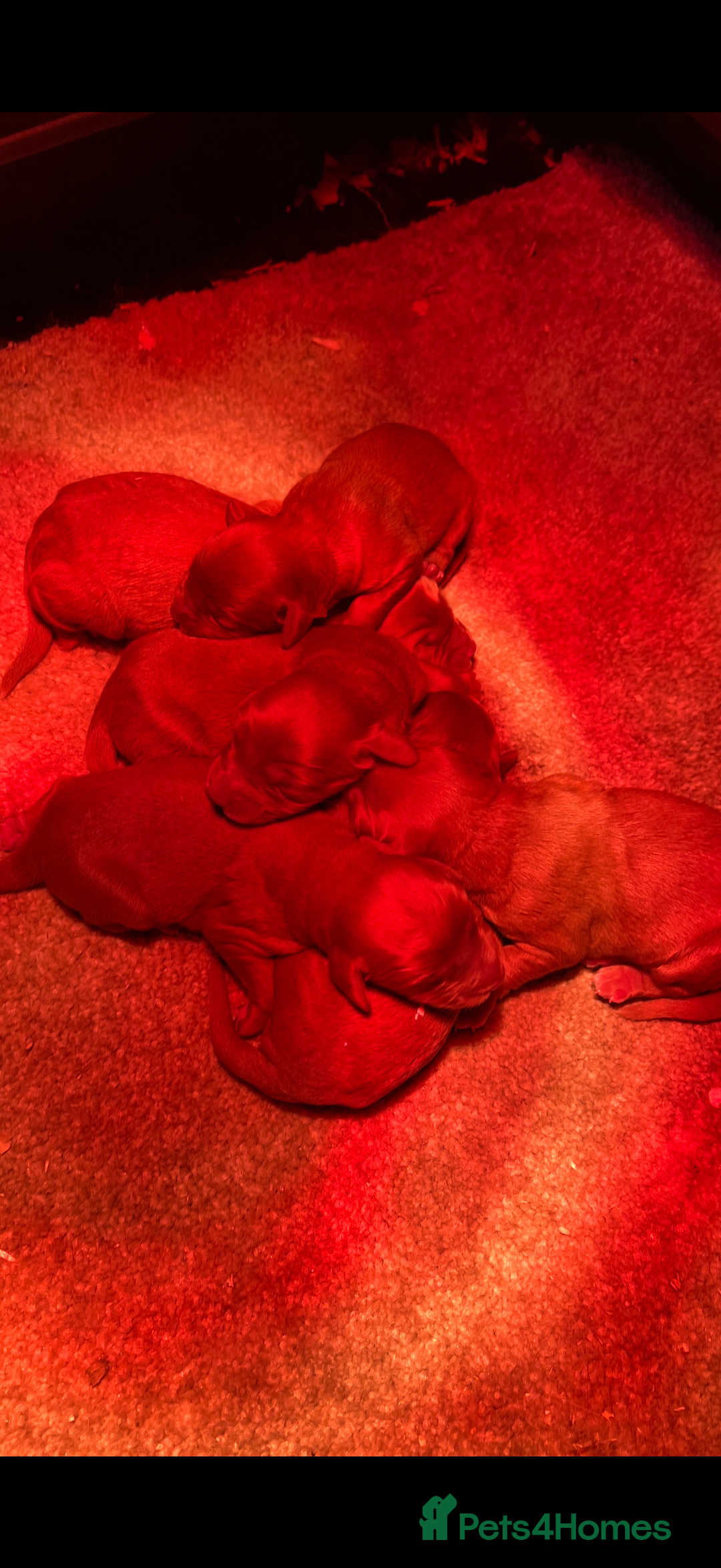 Cockerdor dogs for sale: Fox red cockador  - Image 3