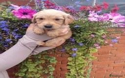 Golden Retriever dogs for sale: Heath tested parents kc reg 5 star licenced  - Image 7