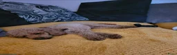 Miniature Poodle dogs for sale: KC registered Health tested Miniature Poodle - Advert 3