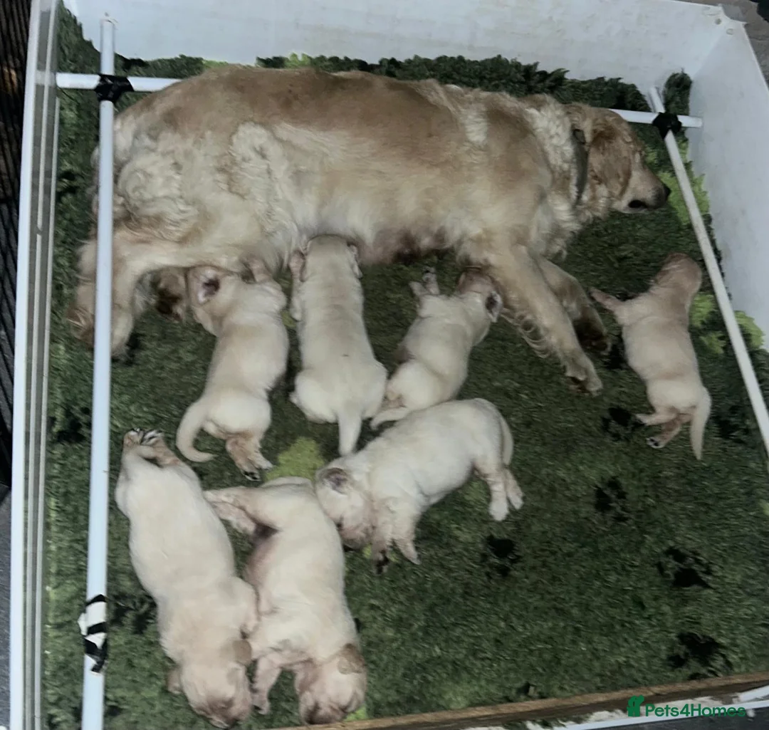 Golden Retriever dogs for sale: Fantastic Golden Retrievers in Llanrwst - Advert 1