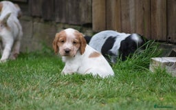 Cocker Spaniel dogs for sale: Cocker spaniel  - Image 5