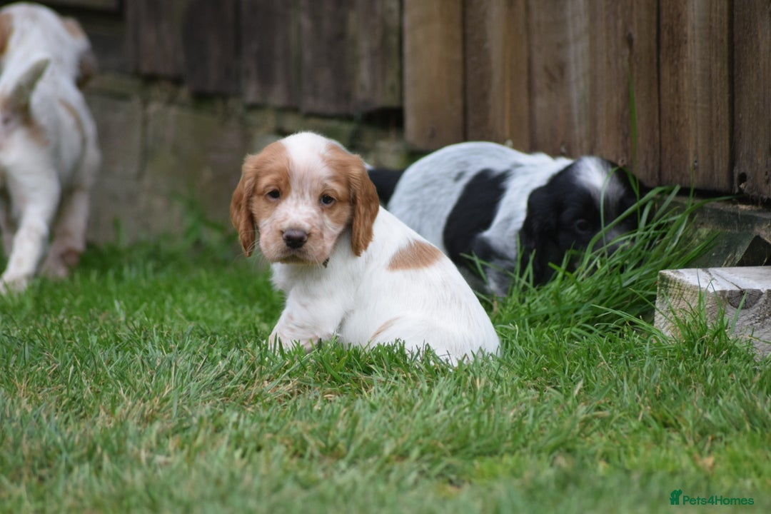 Cocker Spaniel dogs for sale: Cocker spaniel  - Image 5