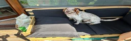 Cocker Spaniel dogs for stud: Cocker spaniel stud in York - Advert 2