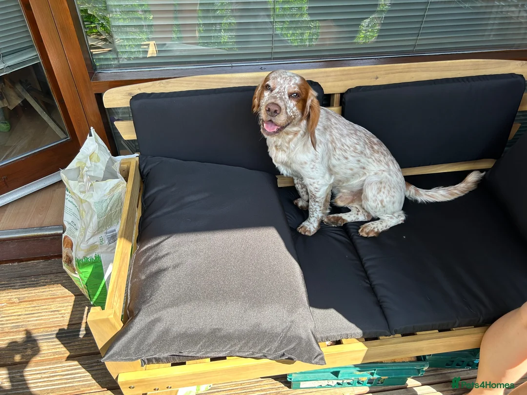Cocker Spaniel dogs for stud: Cocker spaniel stud in York - Advert 2