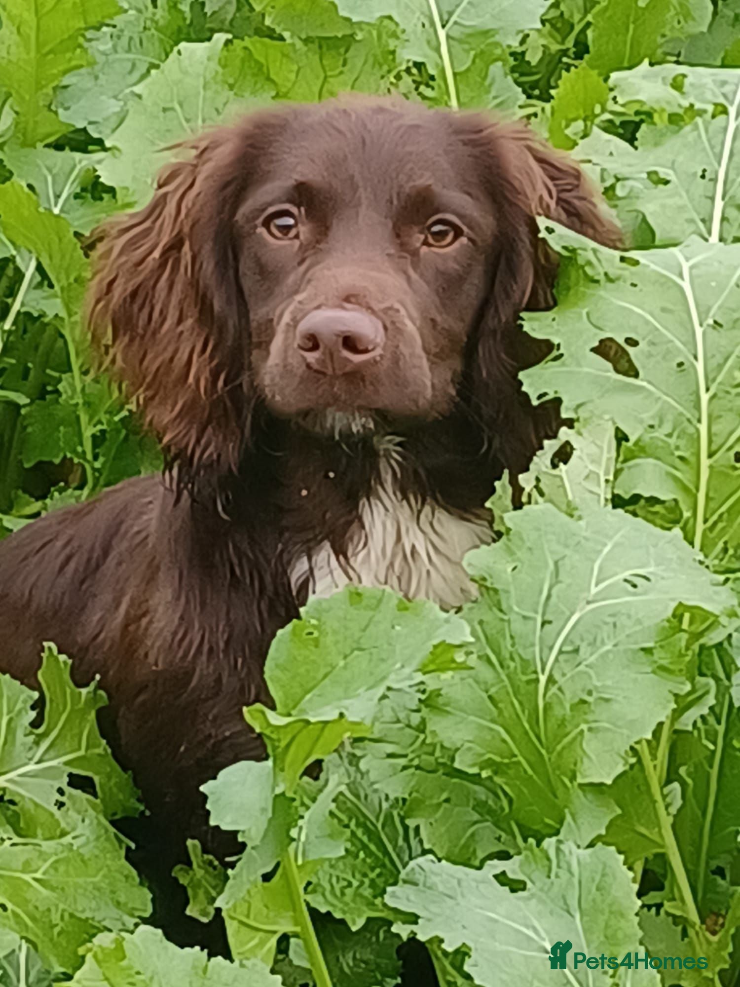 Sprocker dogs Sprocker puppies - Advert 1