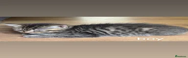 Scottish Fold Kitten 2
