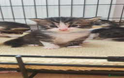Mixed Breed cats for sale: Ragdoll mixed kittens - Image 15