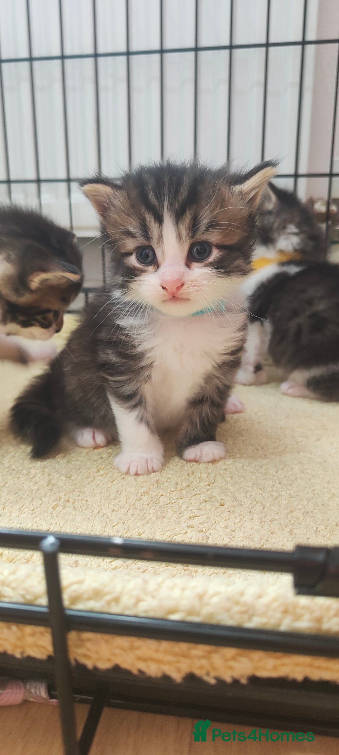 Mixed Breed cats for sale: Ragdoll mixed kittens - Image 15