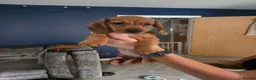 Dachshund dogs for sale: 3 dachshund puppies available  in Horley - Advert 5