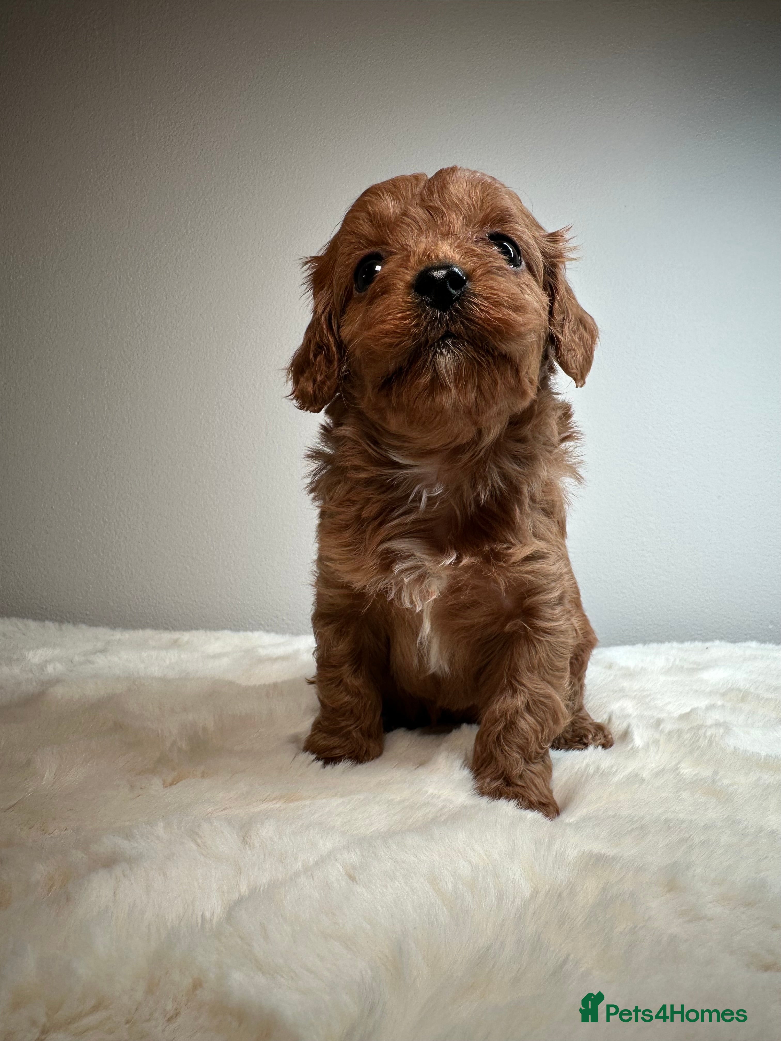 Cavapoo dogs Adorable Cavapoo puppies. Health tested Parent.  - Advert 2