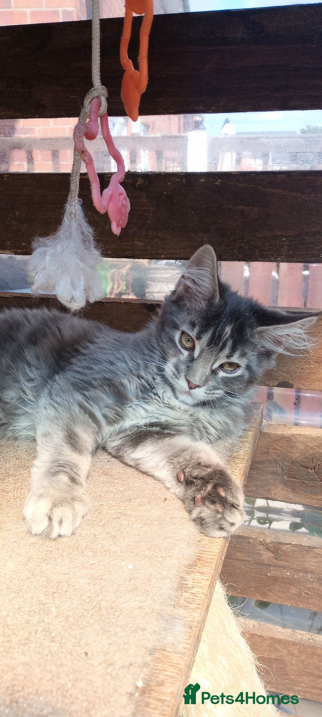 Maine Coon cats for sale: Maine coon purebred pedigre xl in Barnsley - Image 25