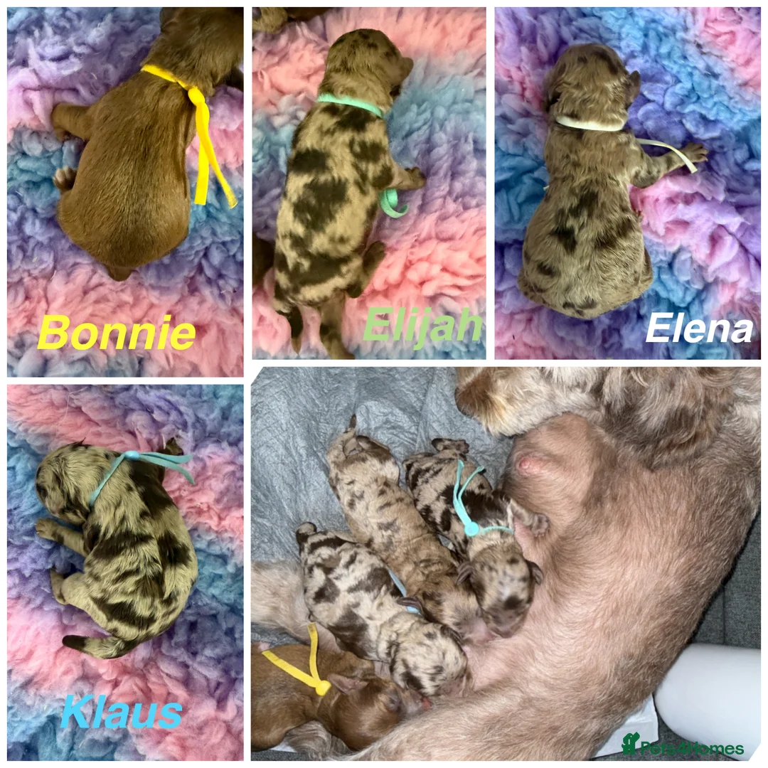 Cockapoo dogs for stud: Buddy - F2b Merle Cockapoo REPEATEDLY PROVEN  Stud in Manchester - Advert 16