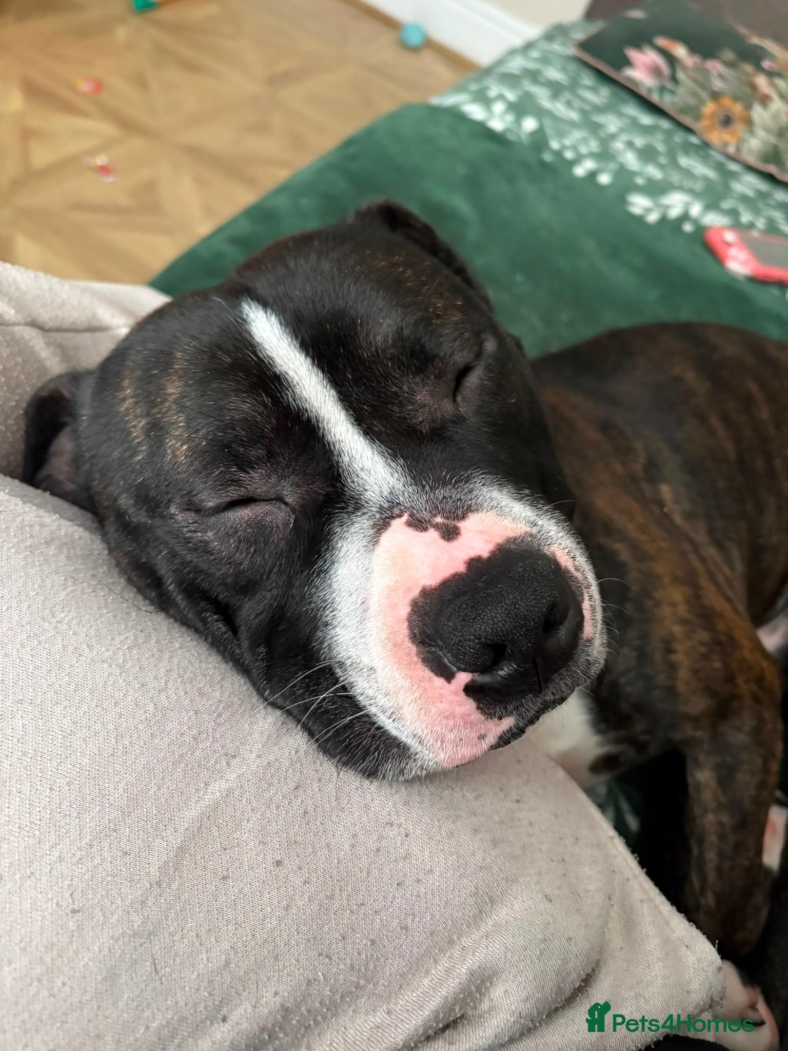 Staffordshire Bull Terrier dogs TULLY❤️🐾 - Advert 5