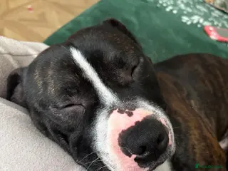 Staffordshire Bull Terrier dogs TULLY❤️🐾 - Advert 5