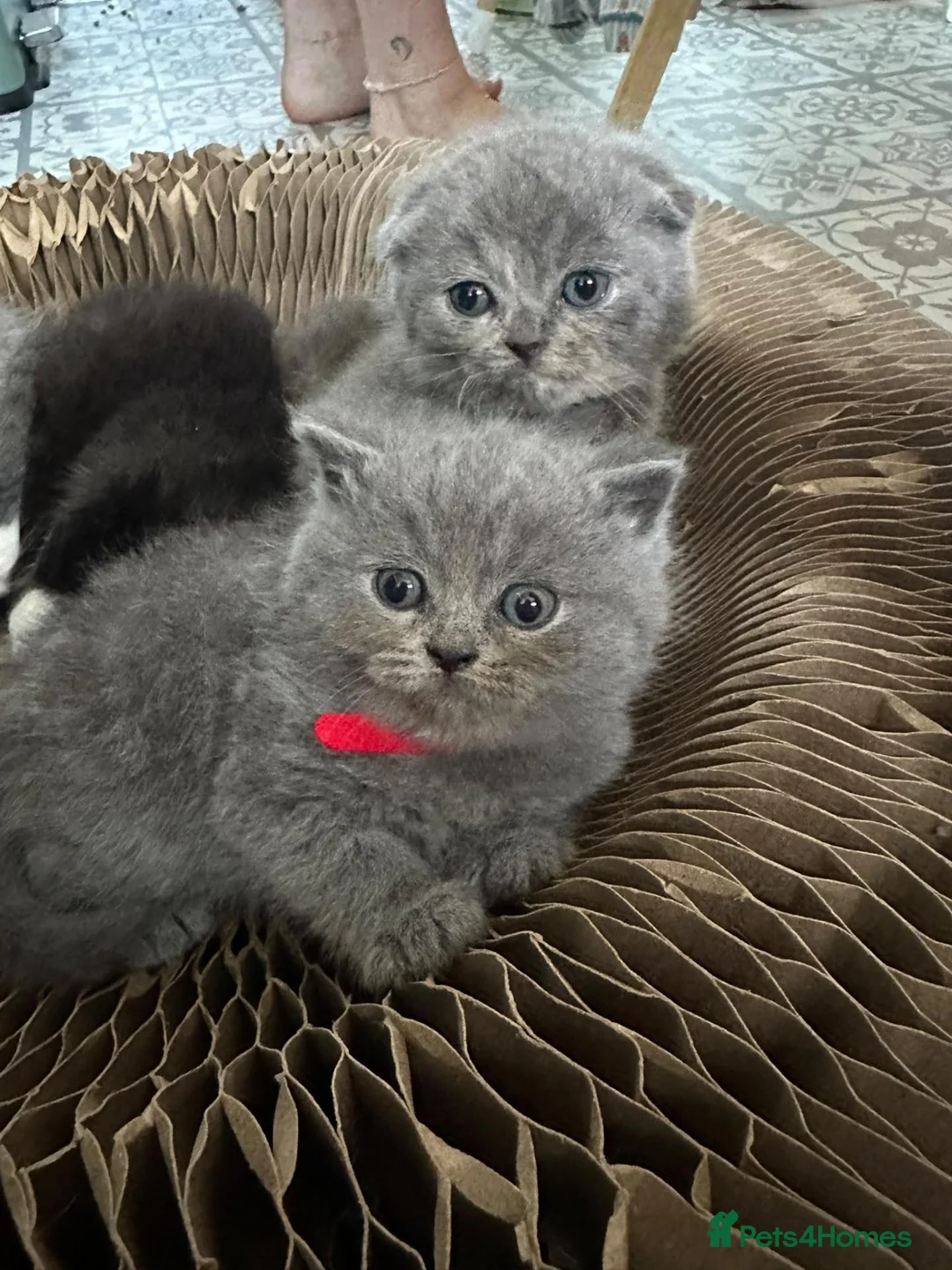 Scottish Fold cats for sale: Blue scottish fold/straight kittens - Advert 2