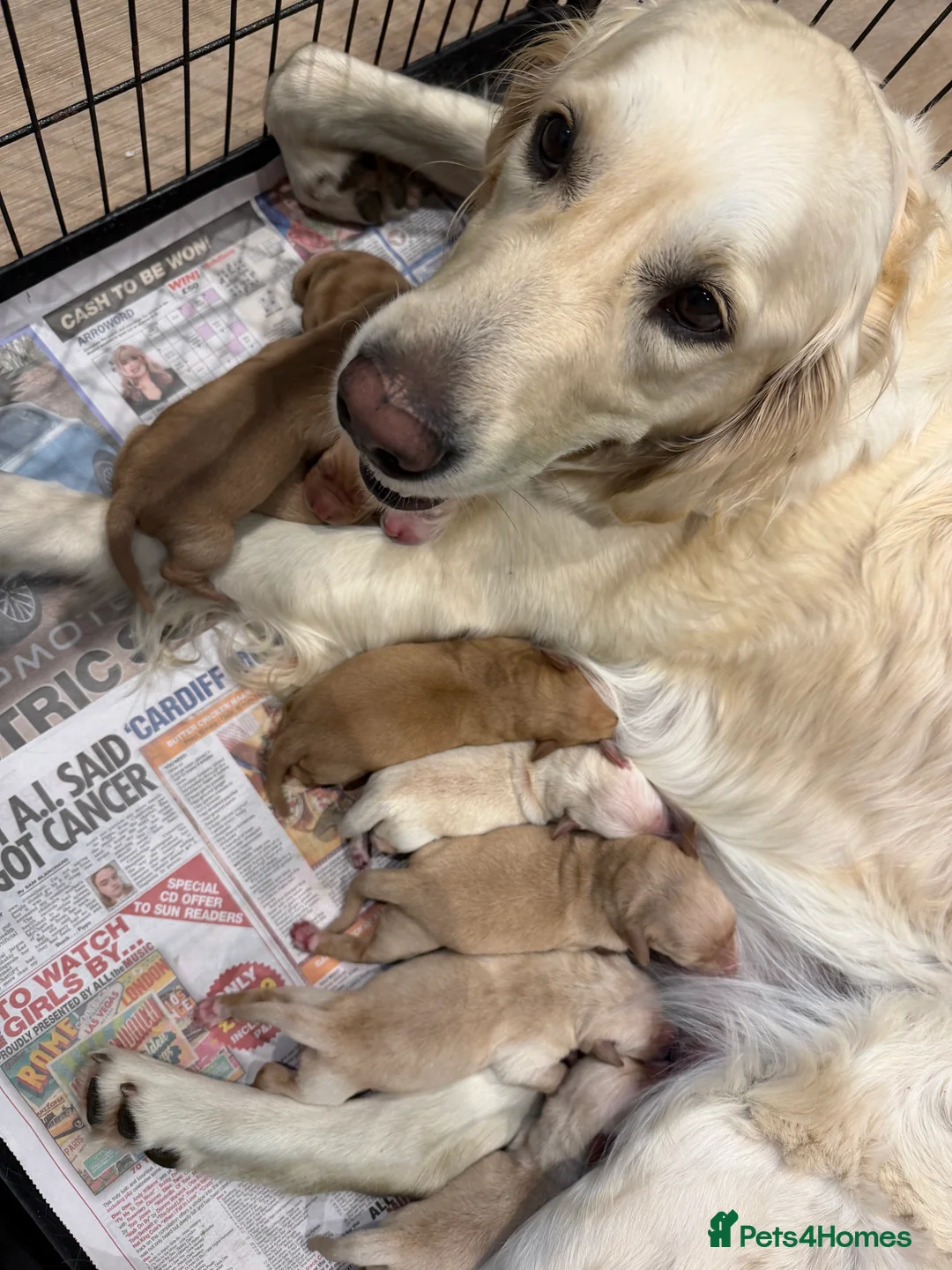Goldador dogs for sale: Labrador X Retriever puppies   - Advert 2