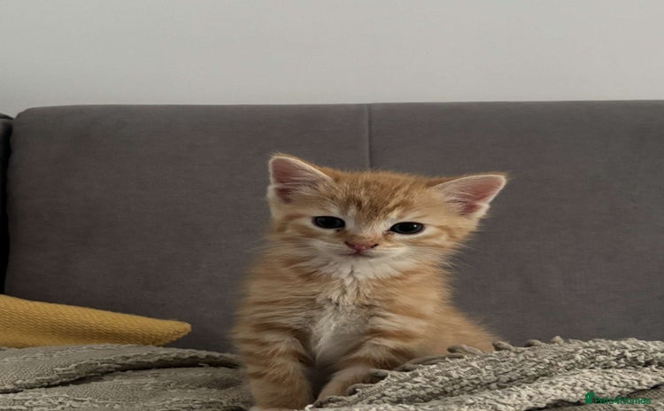 Mixed Breed cats - Advert 16